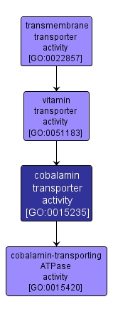 GO:0015235 - cobalamin transporter activity (interactive image map)