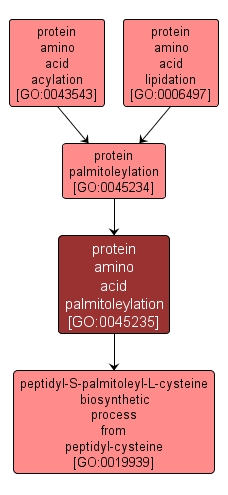 GO:0045235 - protein amino acid palmitoleylation (interactive image map)