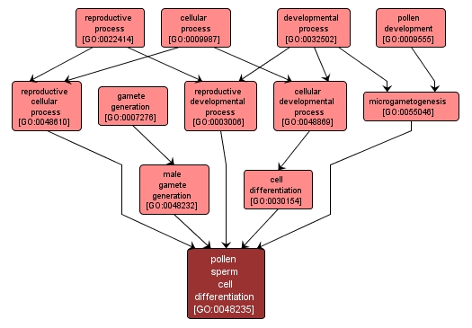 GO:0048235 - pollen sperm cell differentiation (interactive image map)