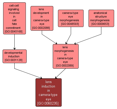 GO:0060235 - lens induction in camera-type eye (interactive image map)