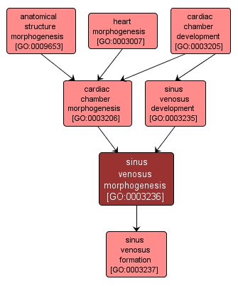 GO:0003236 - sinus venosus morphogenesis (interactive image map)