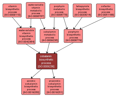 GO:0009236 - cobalamin biosynthetic process (interactive image map)