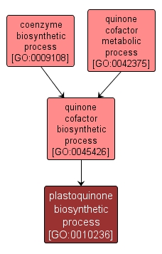 GO:0010236 - plastoquinone biosynthetic process (interactive image map)