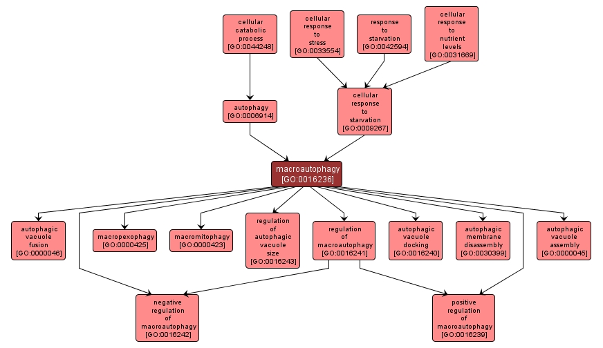 GO:0016236 - macroautophagy (interactive image map)