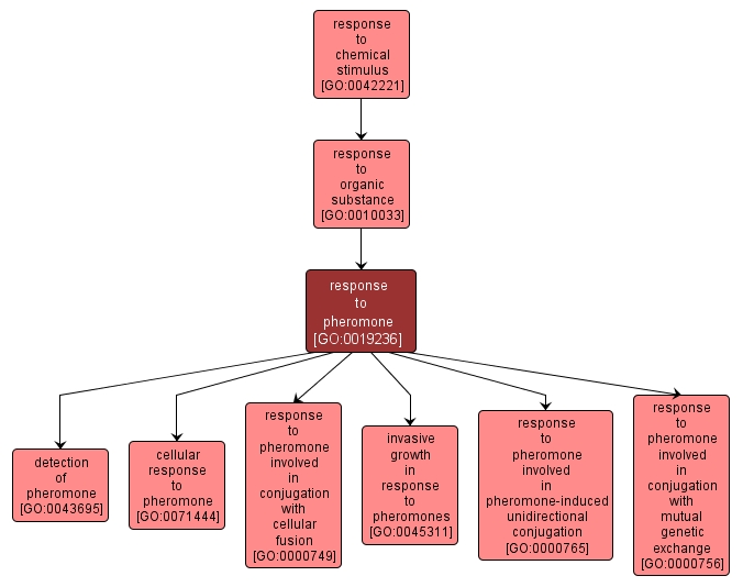 GO:0019236 - response to pheromone (interactive image map)