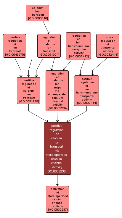 GO:0032236 - positive regulation of calcium ion transport via store-operated calcium channel activity (interactive image map)