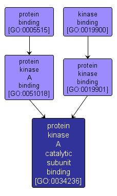 GO:0034236 - protein kinase A catalytic subunit binding (interactive image map)