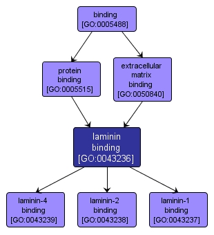 GO:0043236 - laminin binding (interactive image map)