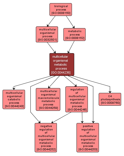 GO:0044236 - multicellular organismal metabolic process (interactive image map)