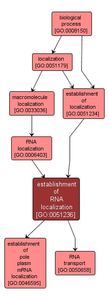 GO:0051236 - establishment of RNA localization (interactive image map)