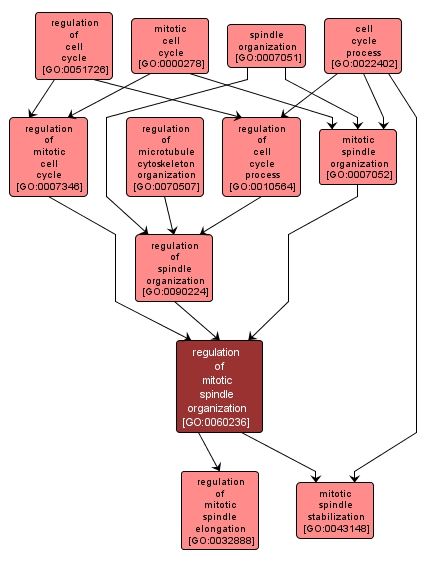 GO:0060236 - regulation of mitotic spindle organization (interactive image map)