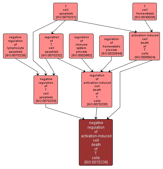 GO:0070236 - negative regulation of activation-induced cell death of T cells (interactive image map)