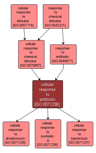 GO:0071236 - cellular response to antibiotic (interactive image map)