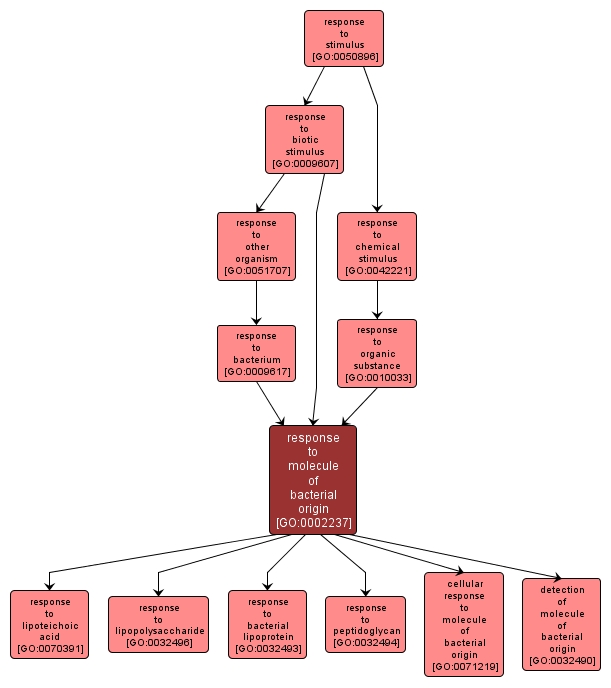 GO:0002237 - response to molecule of bacterial origin (interactive image map)