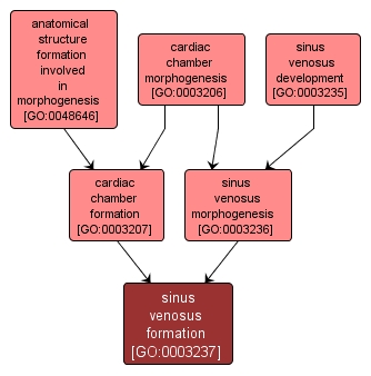GO:0003237 - sinus venosus formation (interactive image map)