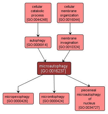 GO:0016237 - microautophagy (interactive image map)