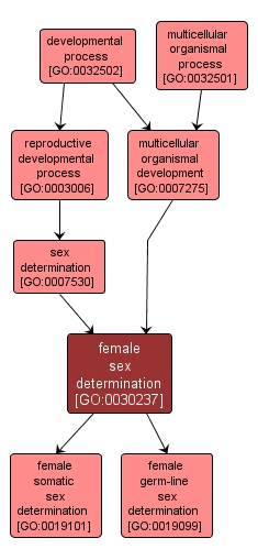 GO:0030237 - female sex determination (interactive image map)