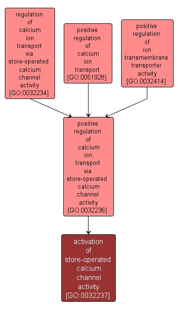 GO:0032237 - activation of store-operated calcium channel activity (interactive image map)