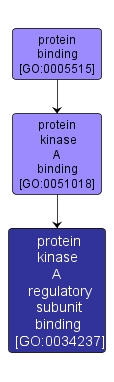 GO:0034237 - protein kinase A regulatory subunit binding (interactive image map)