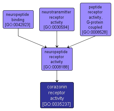 GO:0035237 - corazonin receptor activity (interactive image map)