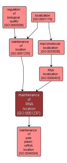 GO:0051237 - maintenance of RNA location (interactive image map)