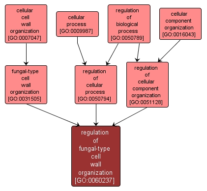 GO:0060237 - regulation of fungal-type cell wall organization (interactive image map)