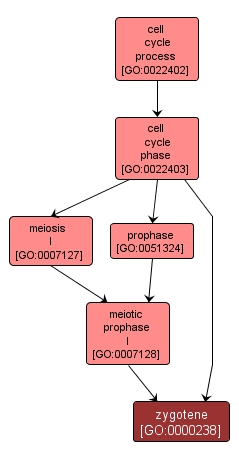 GO:0000238 - zygotene (interactive image map)