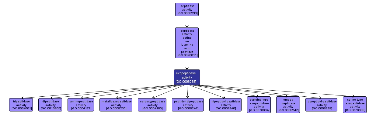 GO:0008238 - exopeptidase activity (interactive image map)