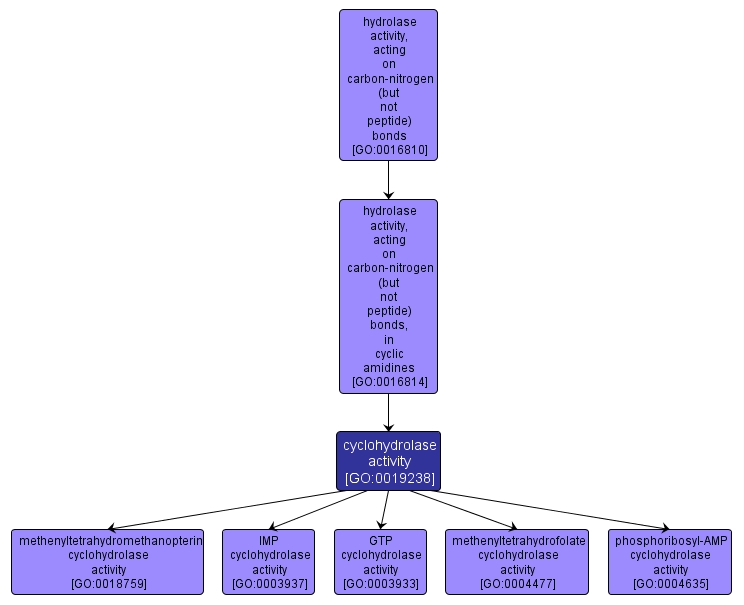 GO:0019238 - cyclohydrolase activity (interactive image map)