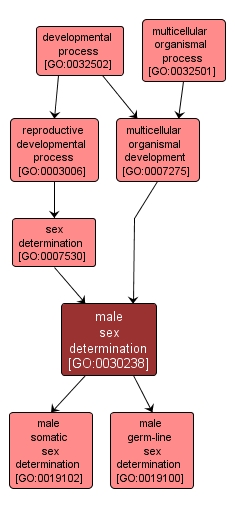 GO:0030238 - male sex determination (interactive image map)