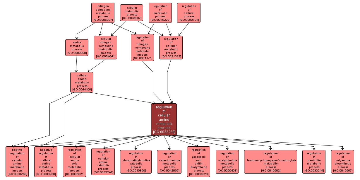 GO:0033238 - regulation of cellular amine metabolic process (interactive image map)