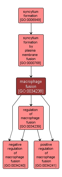 GO:0034238 - macrophage fusion (interactive image map)