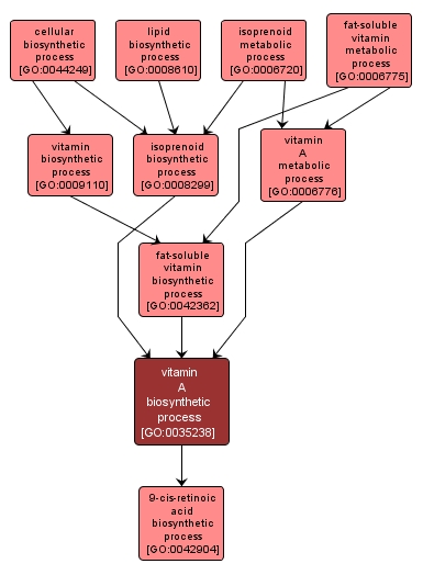 GO:0035238 - vitamin A biosynthetic process (interactive image map)