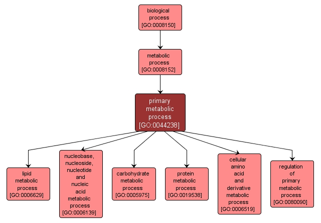 GO:0044238 - primary metabolic process (interactive image map)