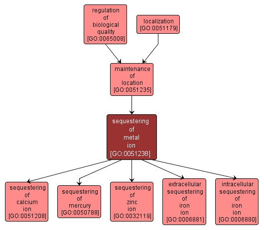 GO:0051238 - sequestering of metal ion (interactive image map)