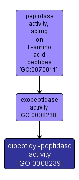 GO:0008239 - dipeptidyl-peptidase activity (interactive image map)