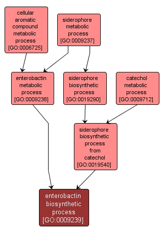 GO:0009239 - enterobactin biosynthetic process (interactive image map)