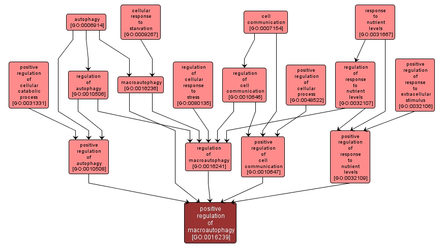 GO:0016239 - positive regulation of macroautophagy (interactive image map)