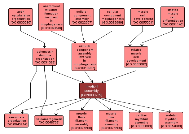 GO:0030239 - myofibril assembly (interactive image map)