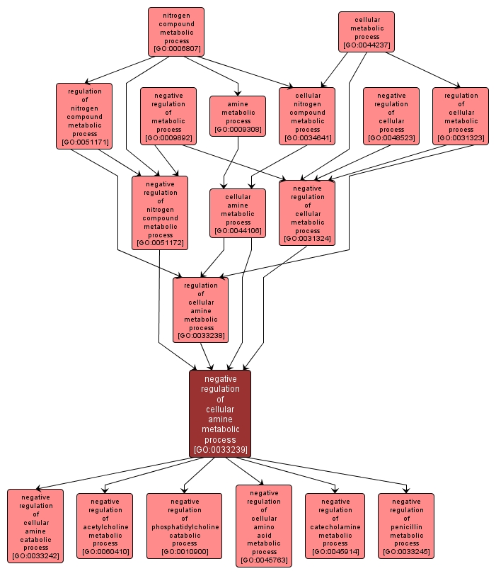 GO:0033239 - negative regulation of cellular amine metabolic process (interactive image map)
