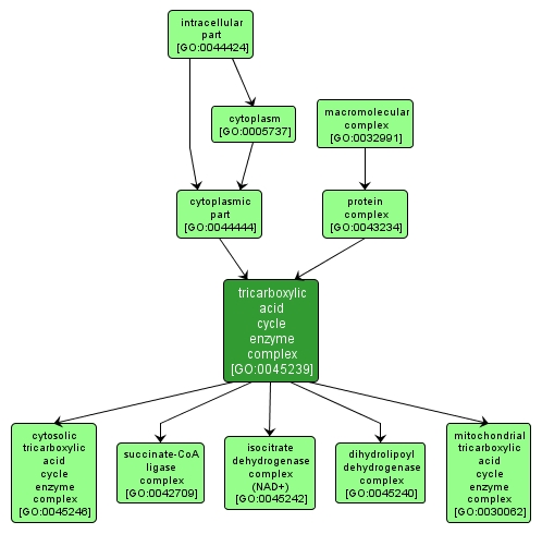 GO:0045239 - tricarboxylic acid cycle enzyme complex (interactive image map)