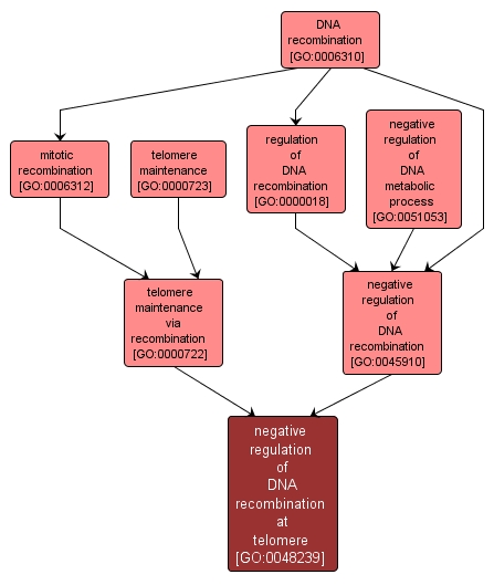 GO:0048239 - negative regulation of DNA recombination at telomere (interactive image map)