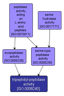 GO:0008240 - tripeptidyl-peptidase activity (interactive image map)