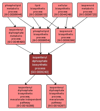 GO:0009240 - isopentenyl diphosphate biosynthetic process (interactive image map)