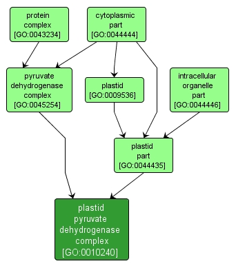 GO:0010240 - plastid pyruvate dehydrogenase complex (interactive image map)