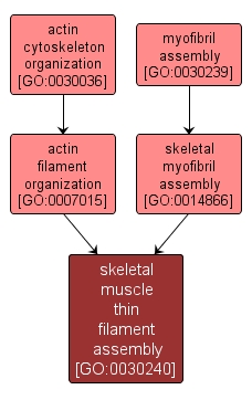 GO:0030240 - skeletal muscle thin filament assembly (interactive image map)