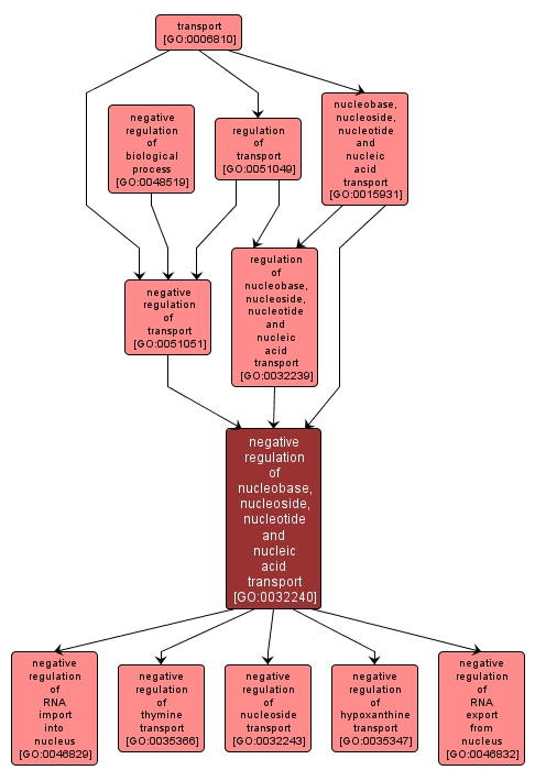 GO:0032240 - negative regulation of nucleobase, nucleoside, nucleotide and nucleic acid transport (interactive image map)