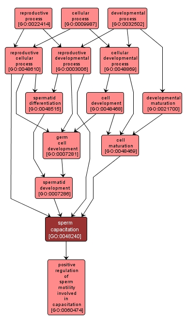 GO:0048240 - sperm capacitation (interactive image map)