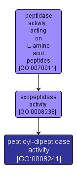 GO:0008241 - peptidyl-dipeptidase activity (interactive image map)