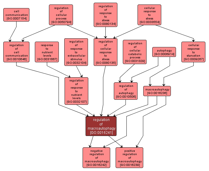 GO:0016241 - regulation of macroautophagy (interactive image map)